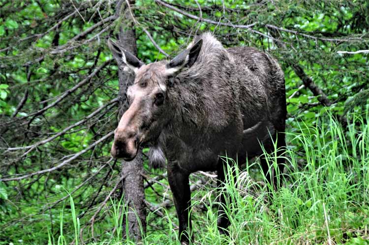 moose